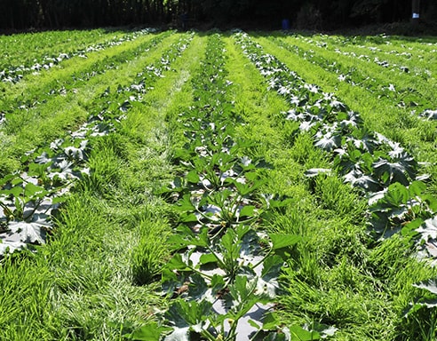 風の丘ファーム様